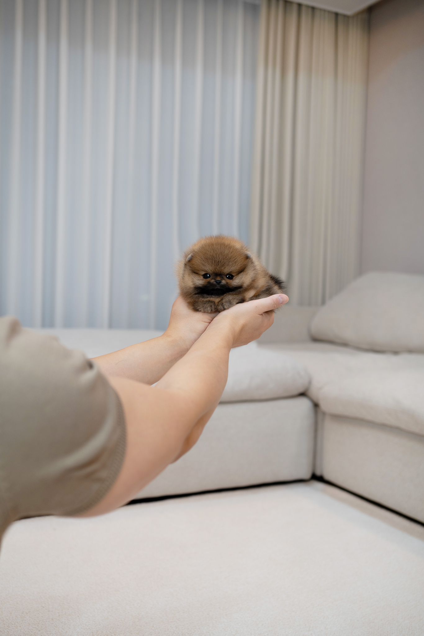 Pomeranian