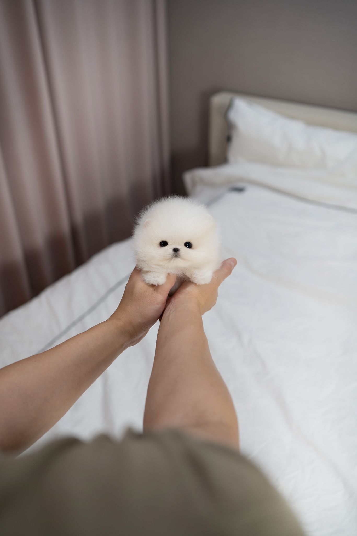 Pomeranian