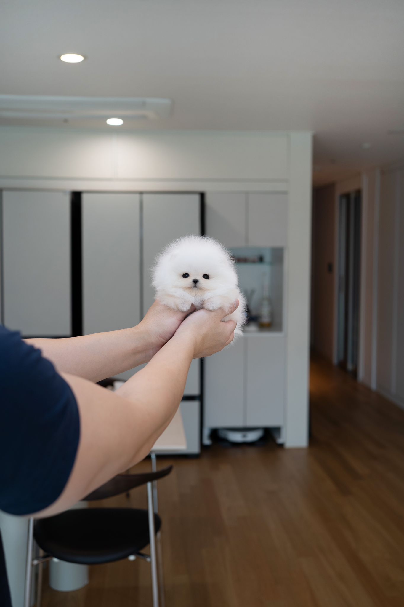 Pomeranian