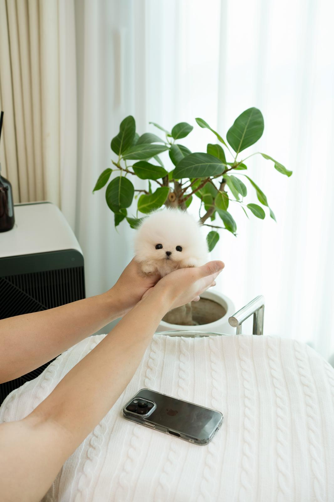 Pomeranian