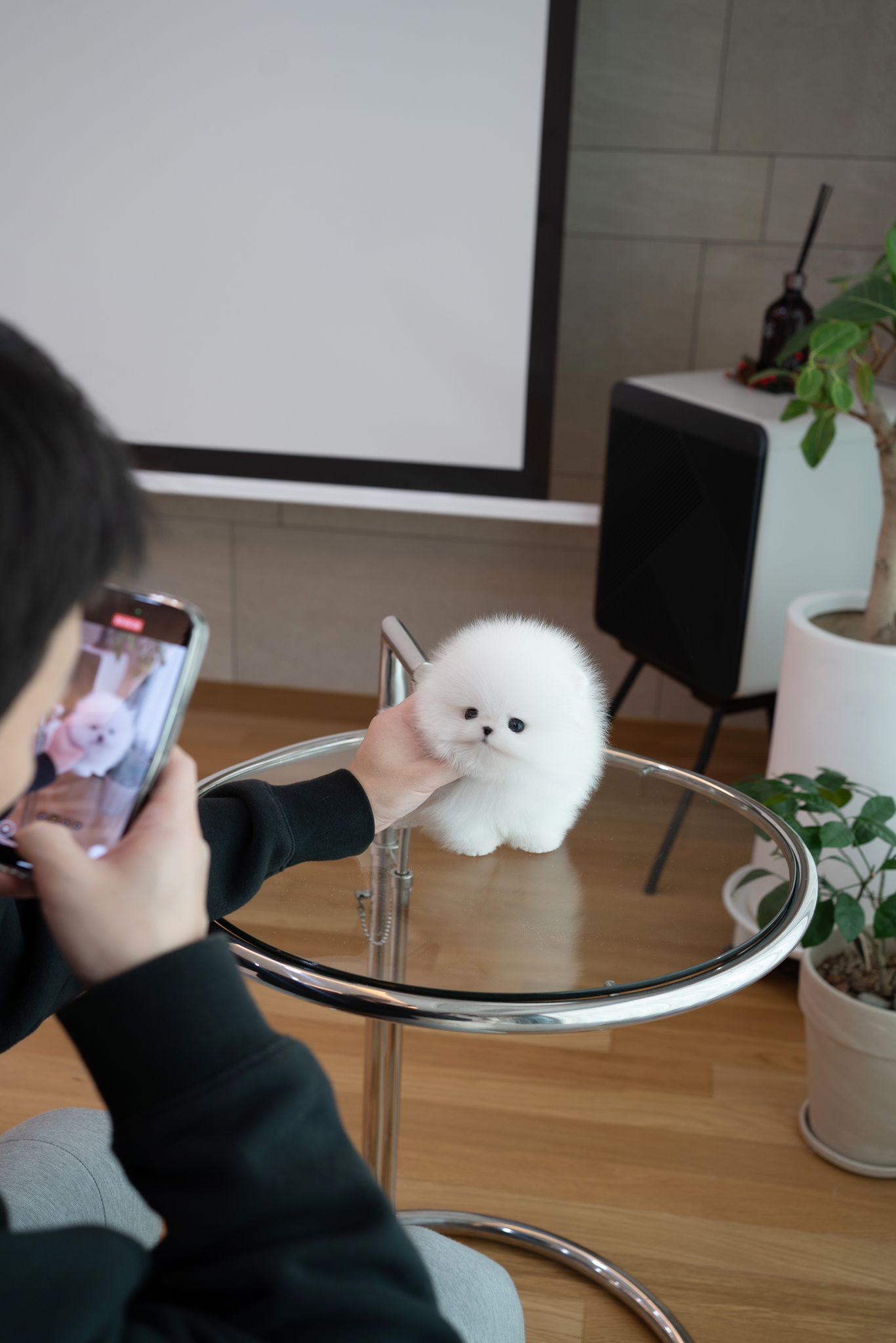 Pomeranian