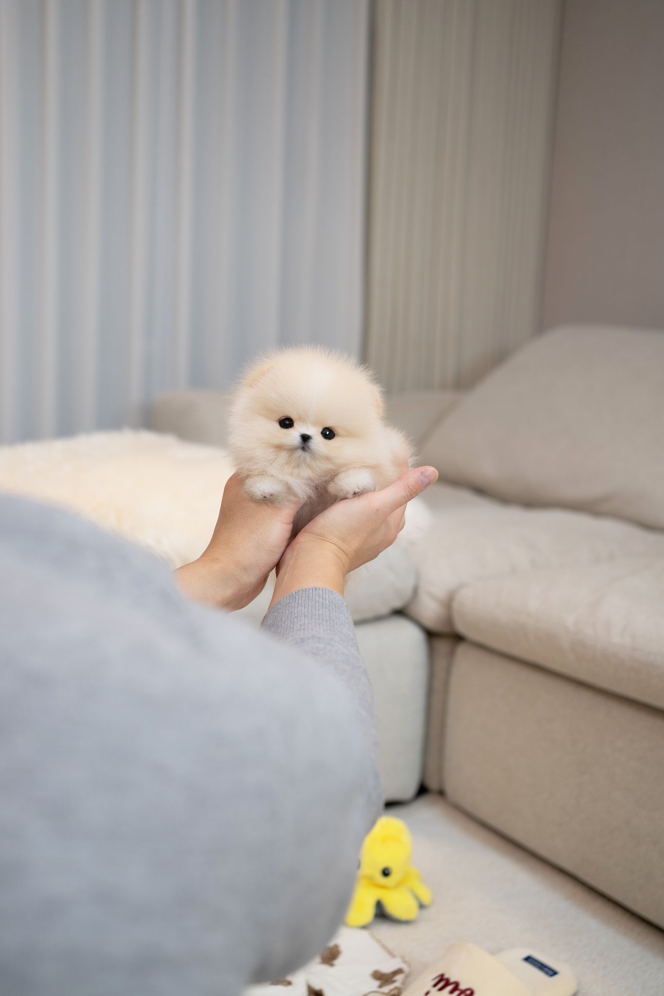 Pomeranian