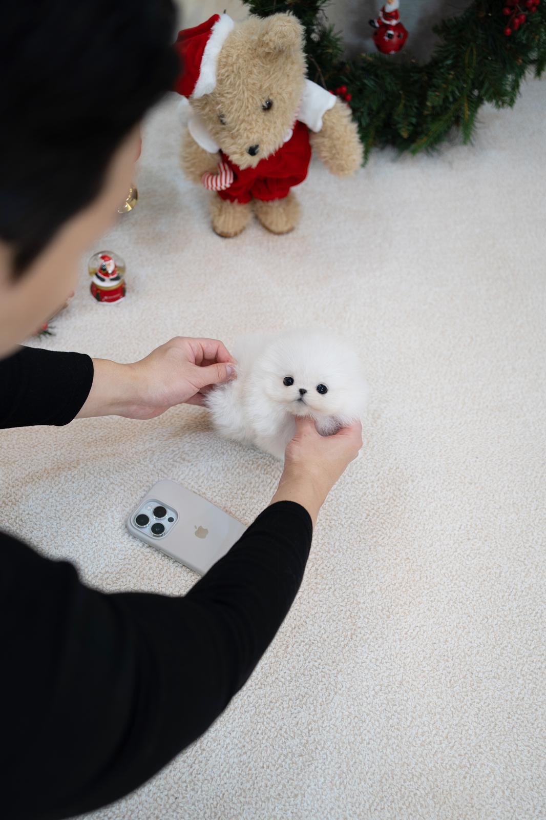 Pomeranian