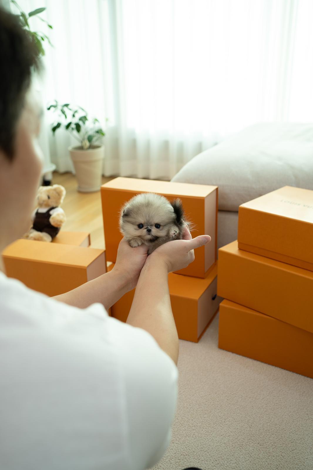 Pomeranian