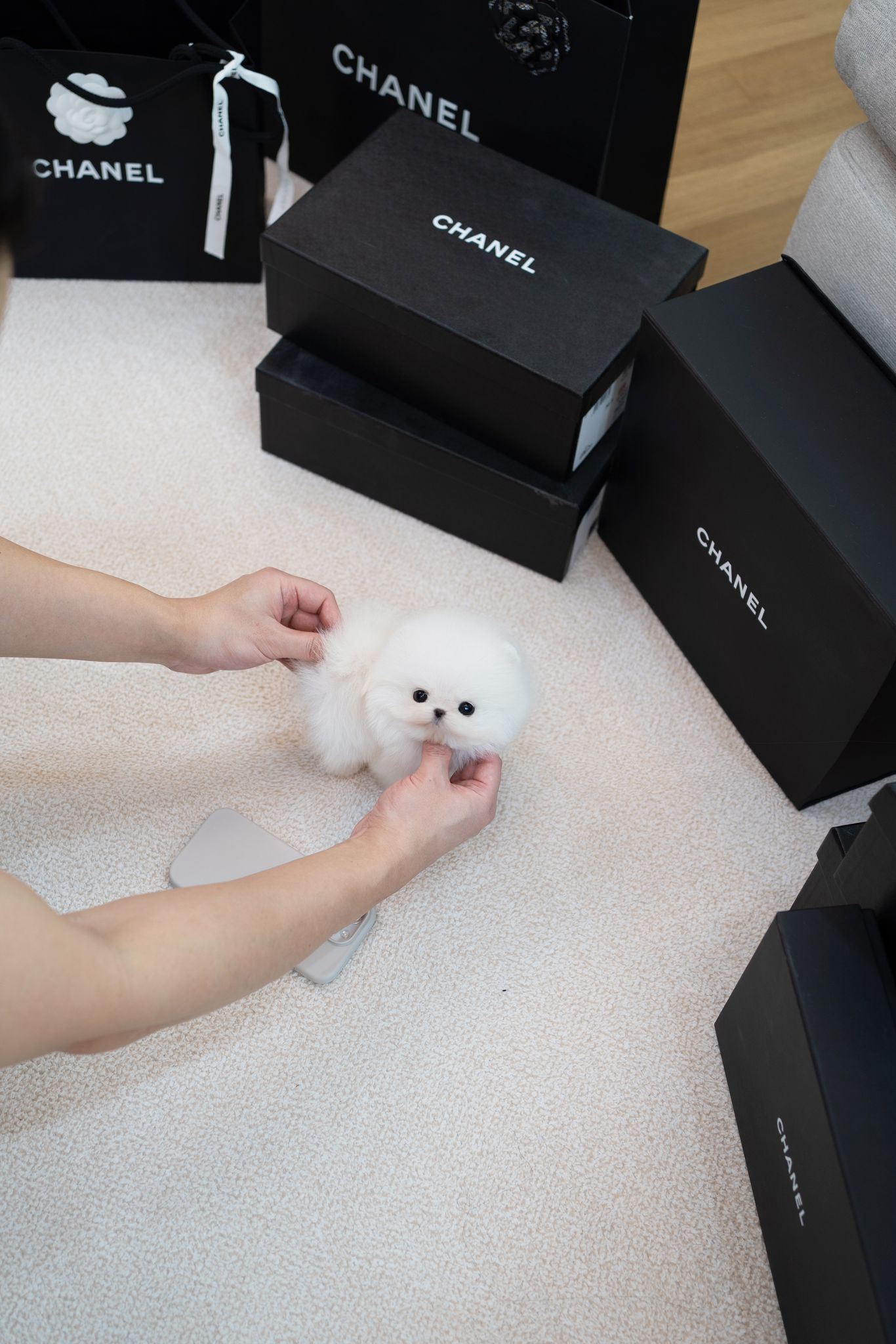 Pomeranian