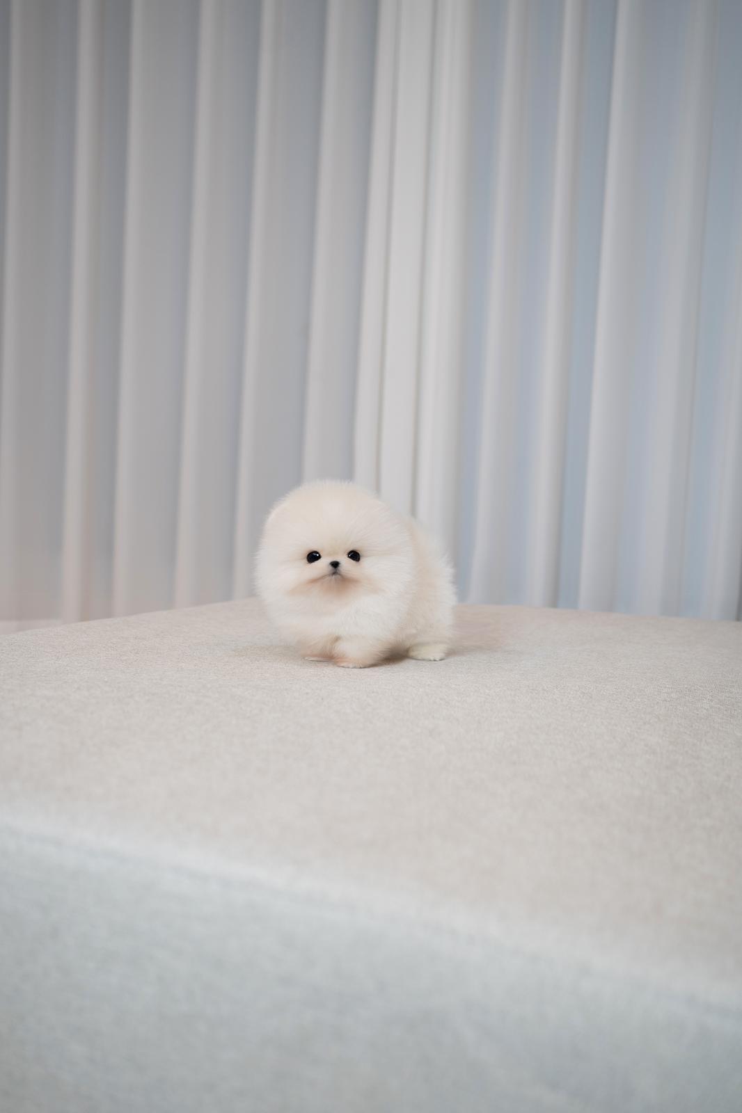 Pomeranian