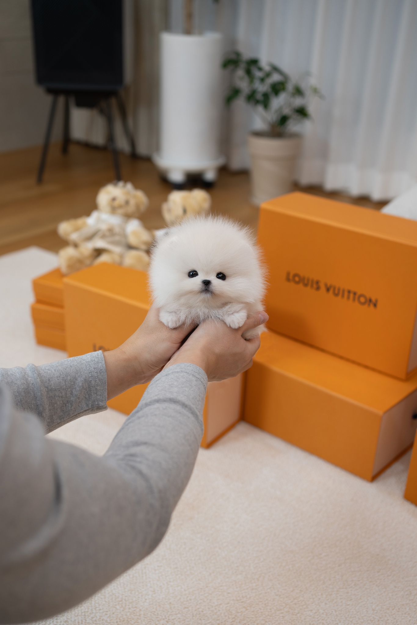 Pomeranian