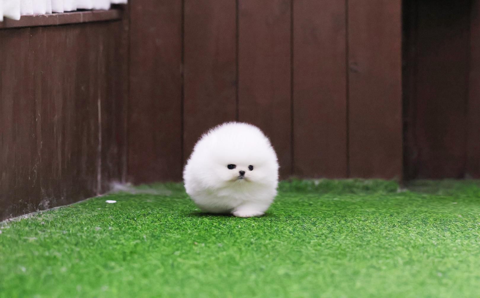 Pomeranian