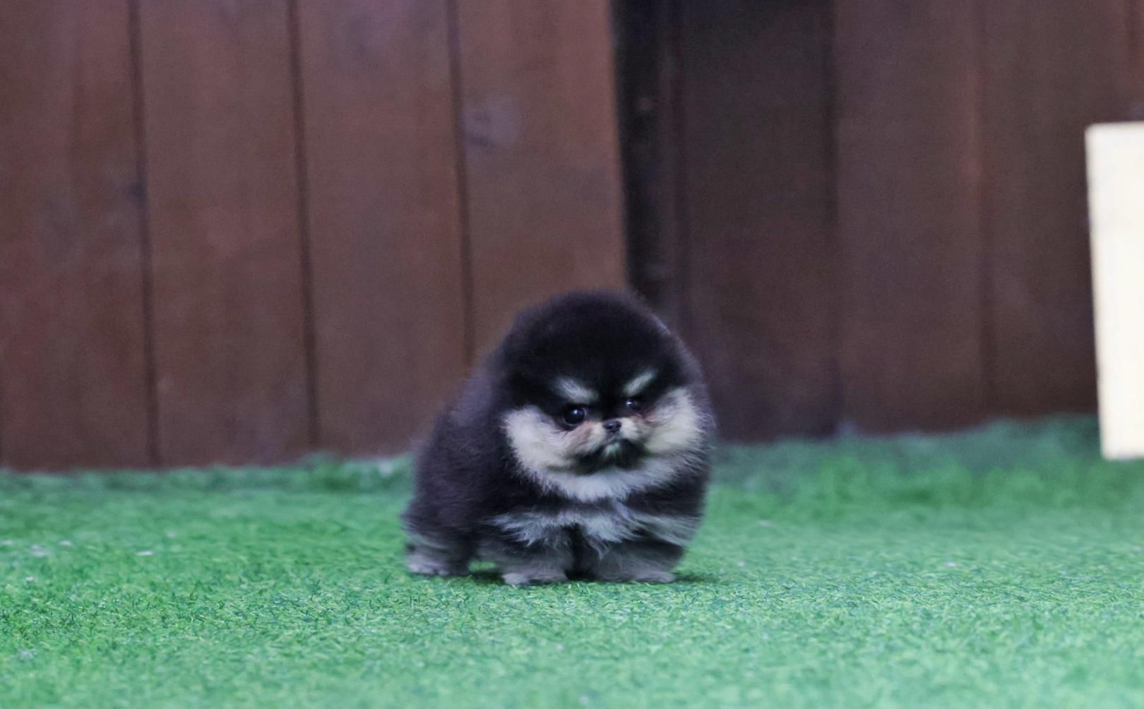 Pomeranian