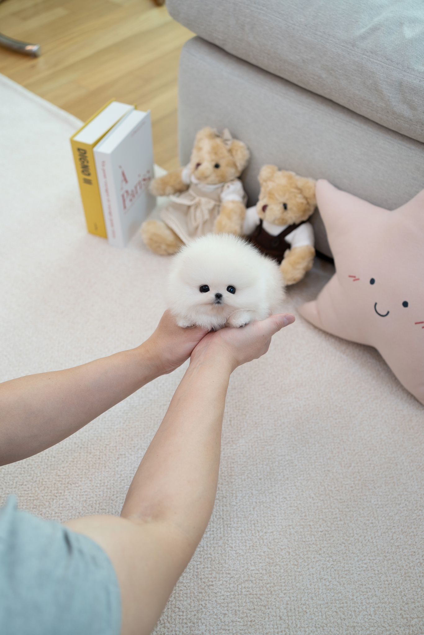 Pomeranian
