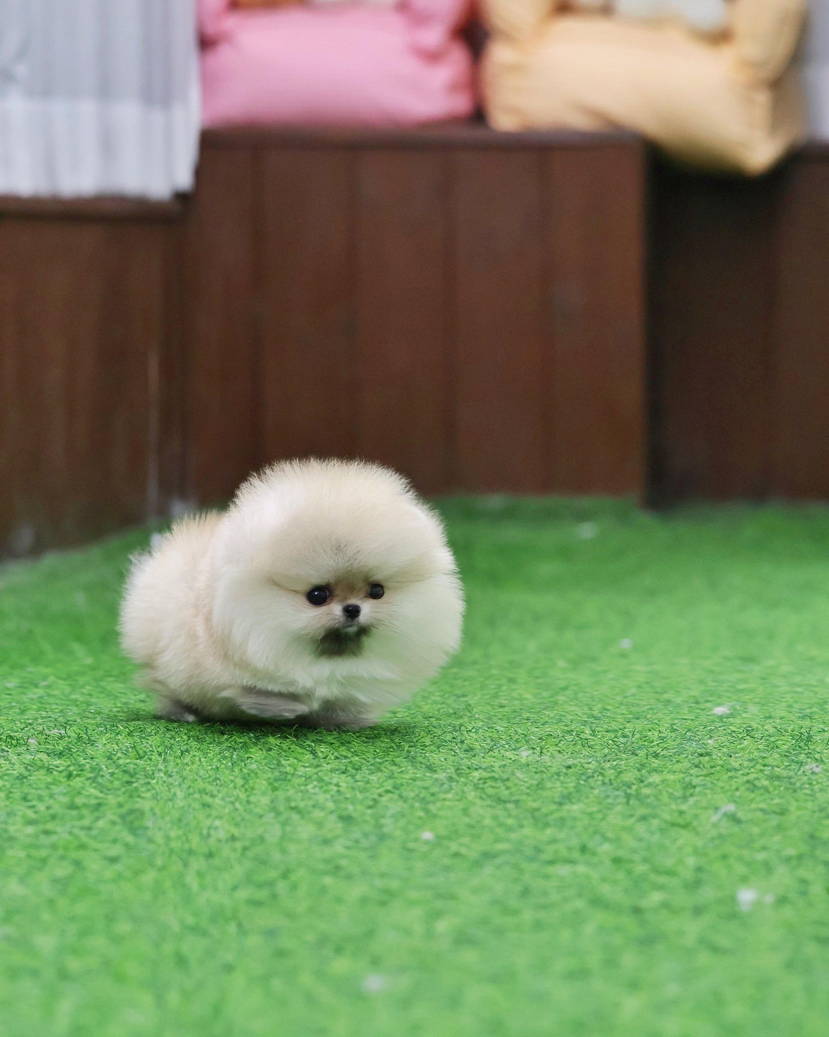 Pomeranian