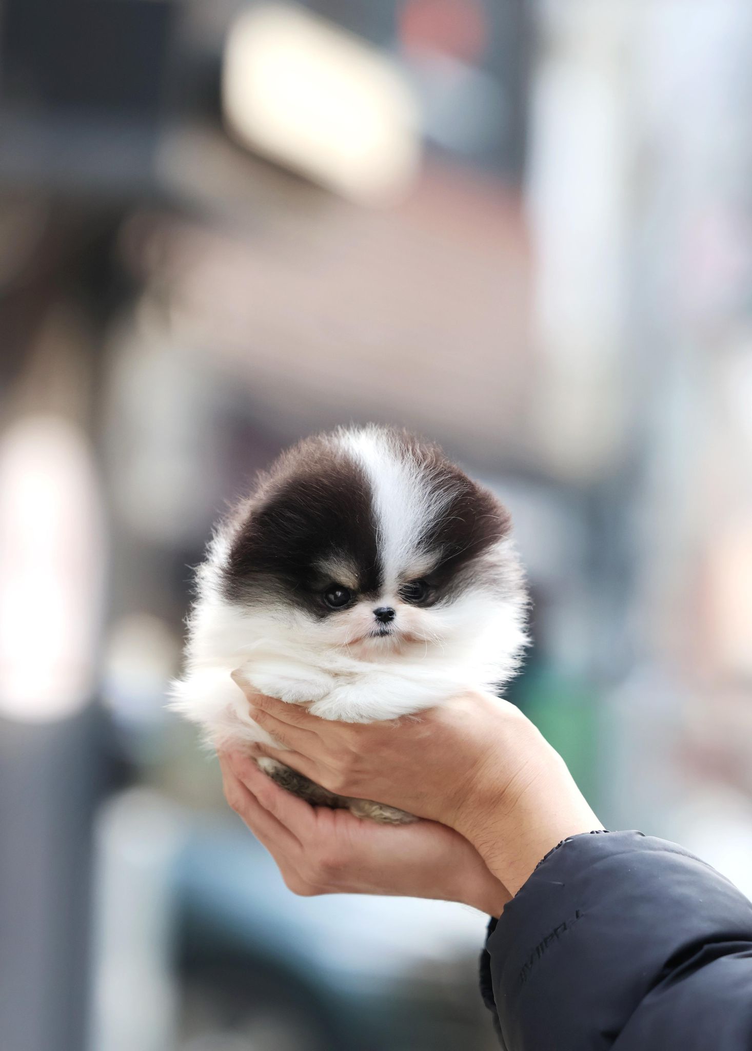 Pomeranian