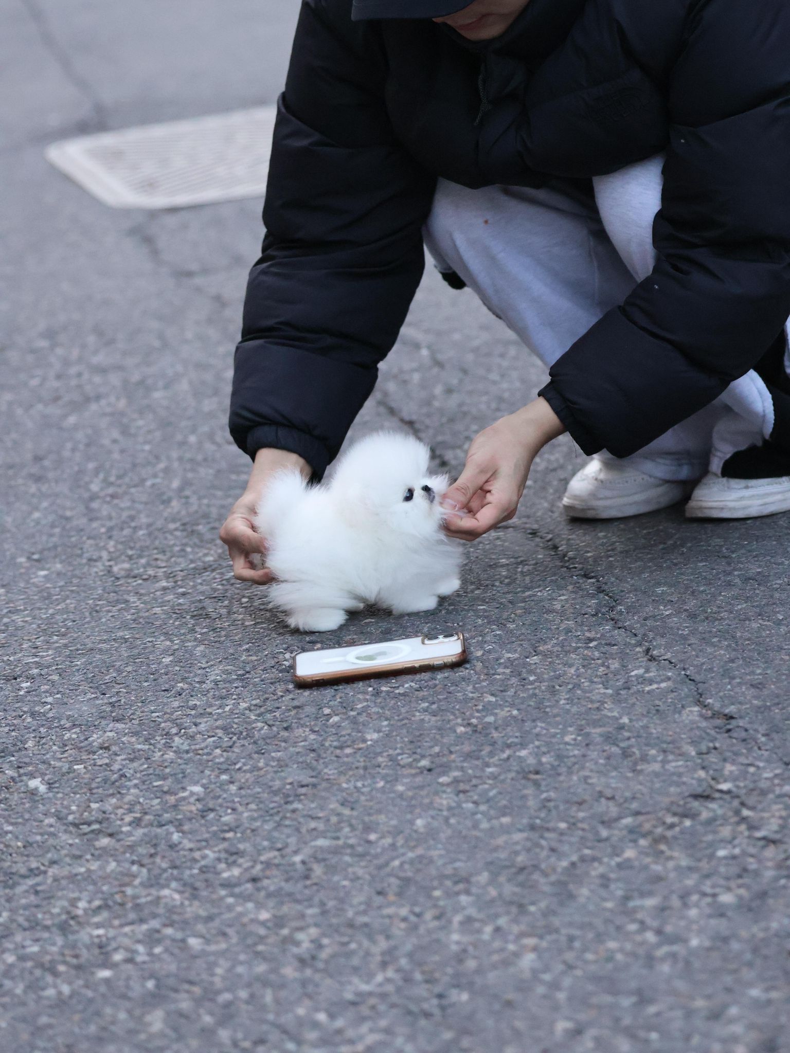 Pomeranian