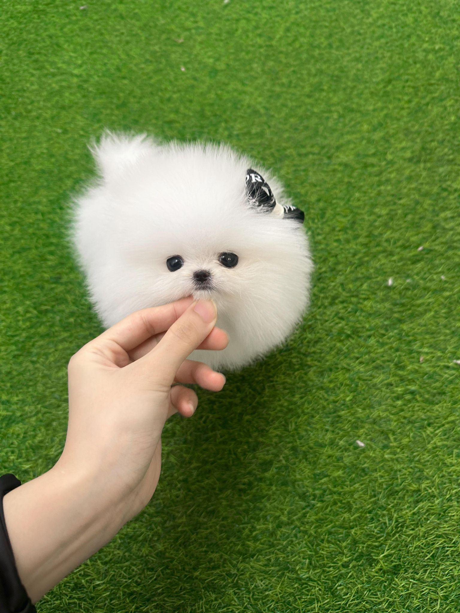Pomeranian