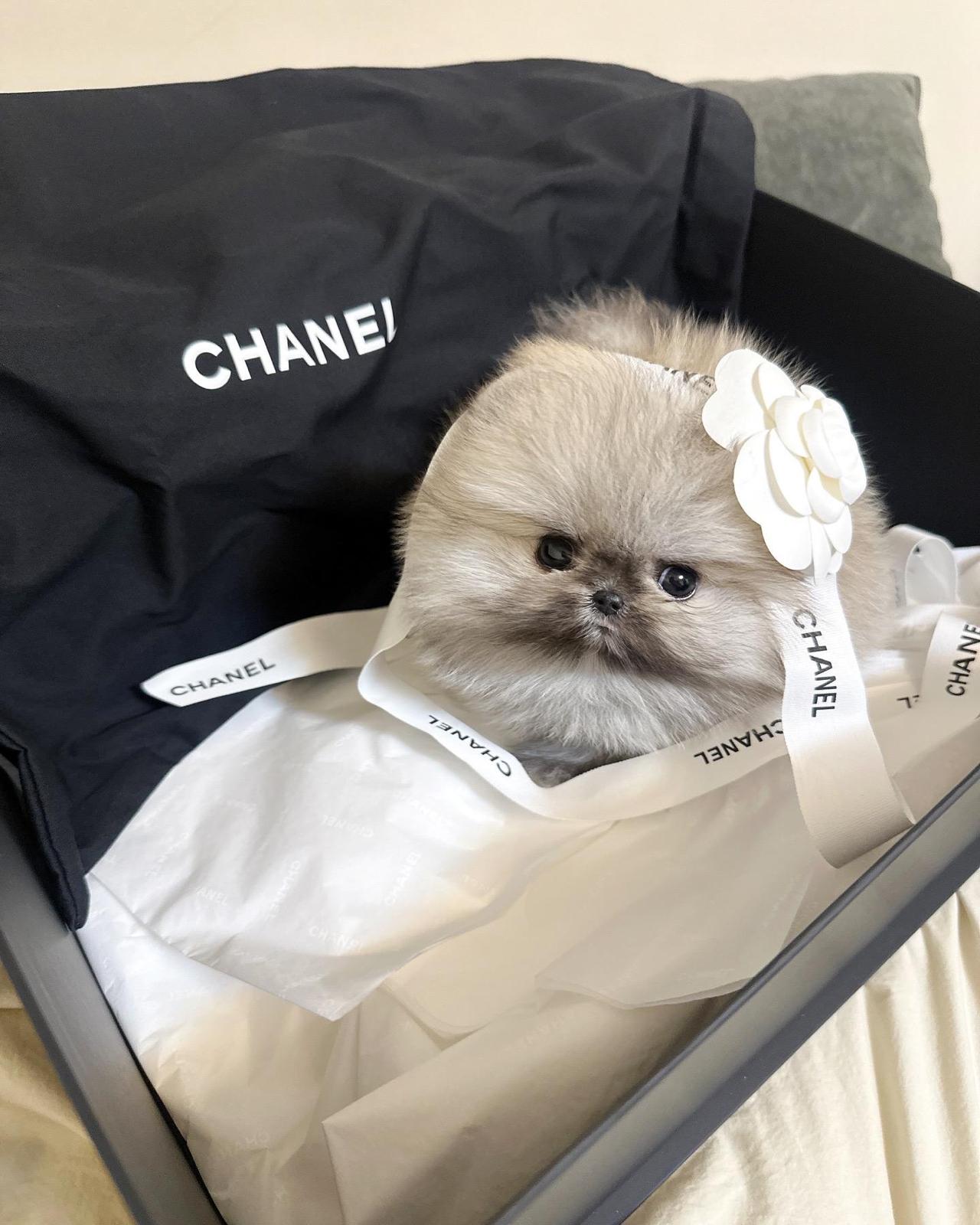 Pomeranian
