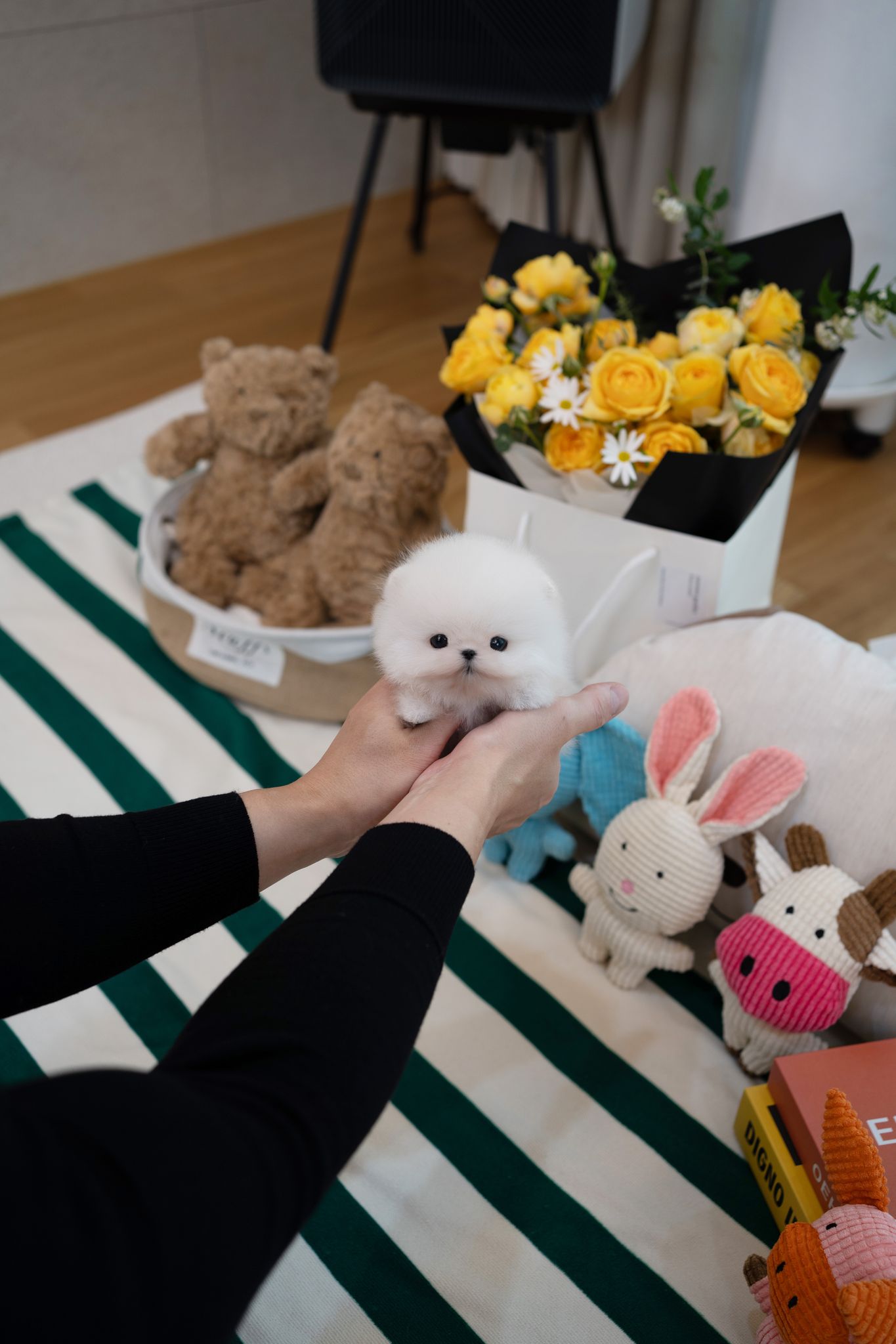 Pomeranian