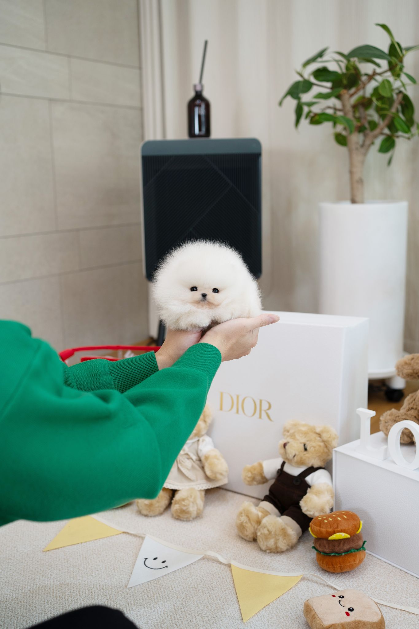 Pomeranian