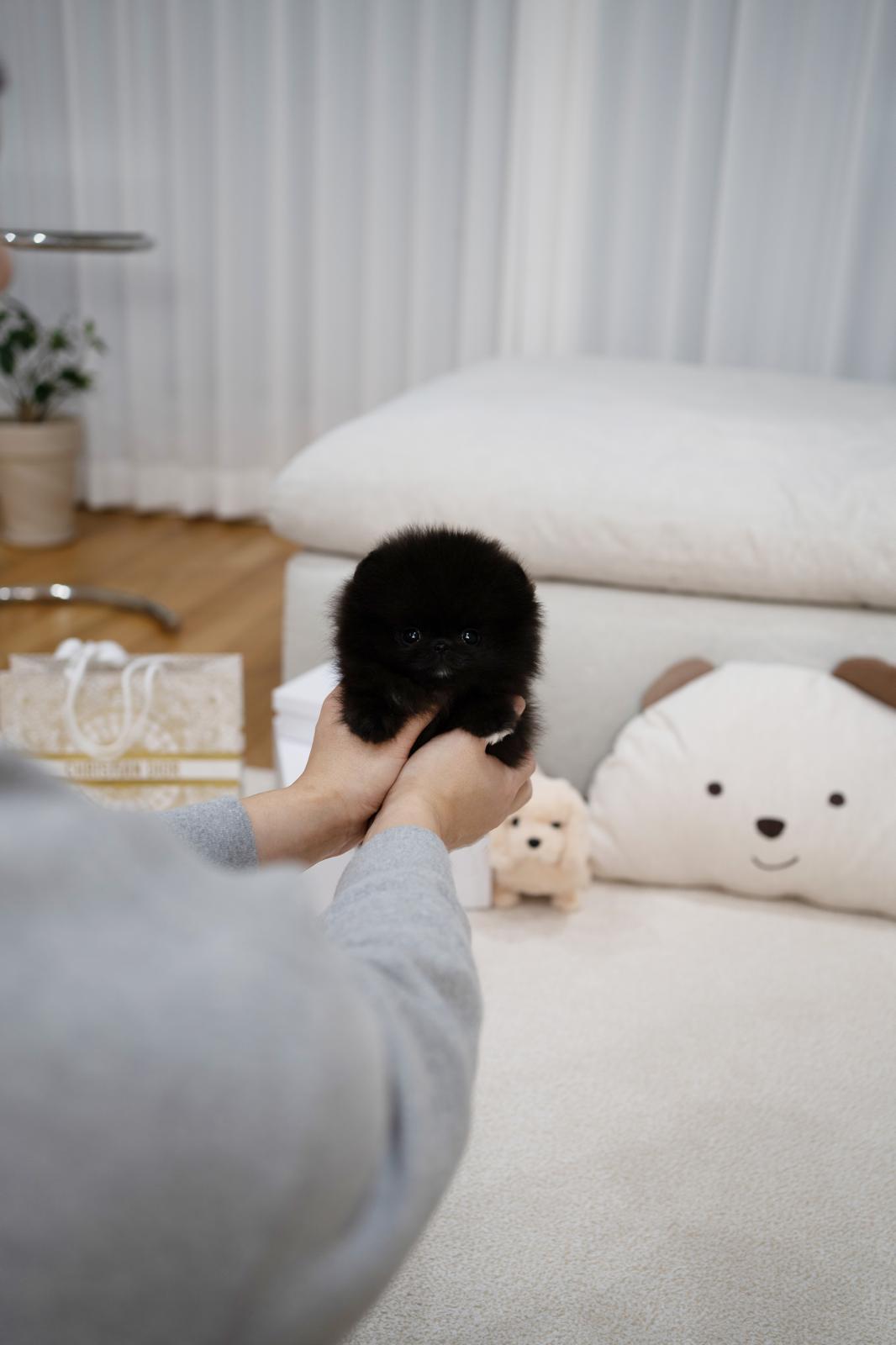 Pomeranian