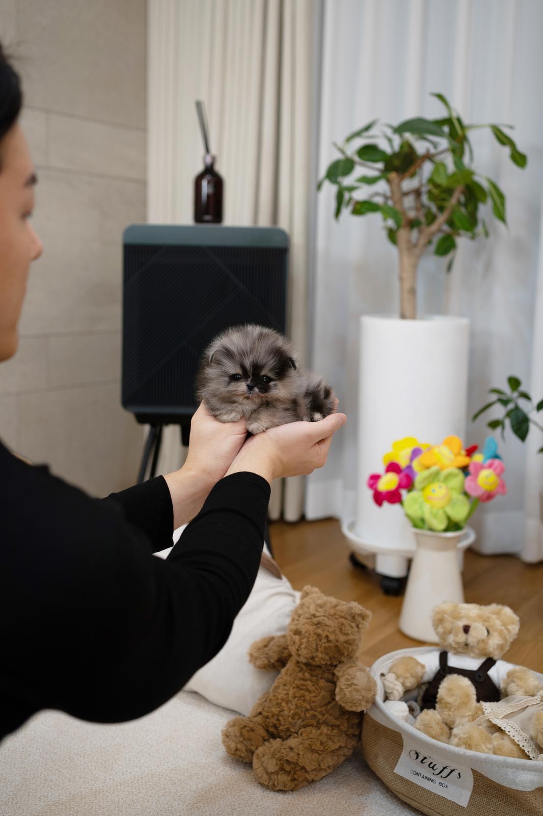 Pomeranian