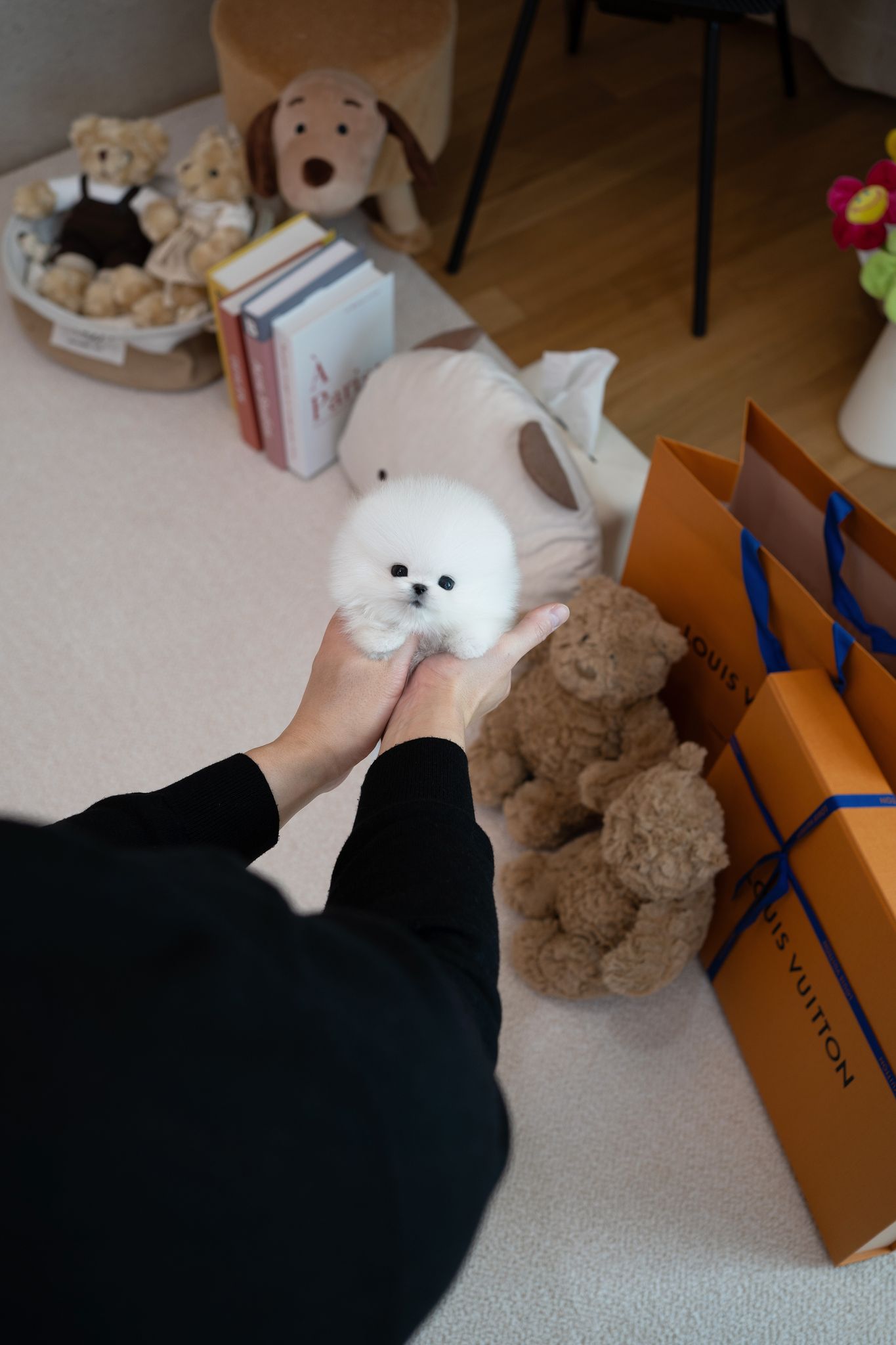 Pomeranian