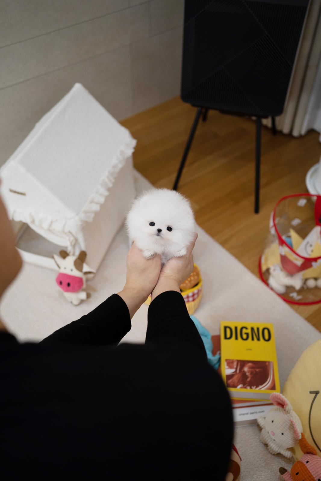 Pomeranian