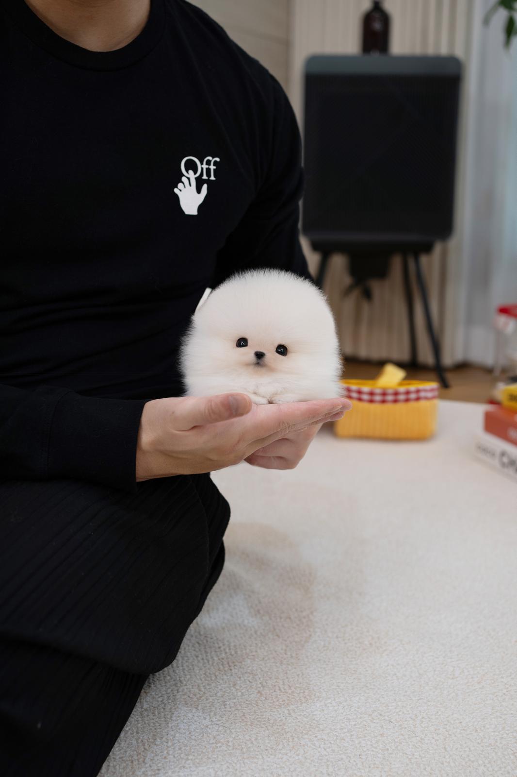 Pomeranian