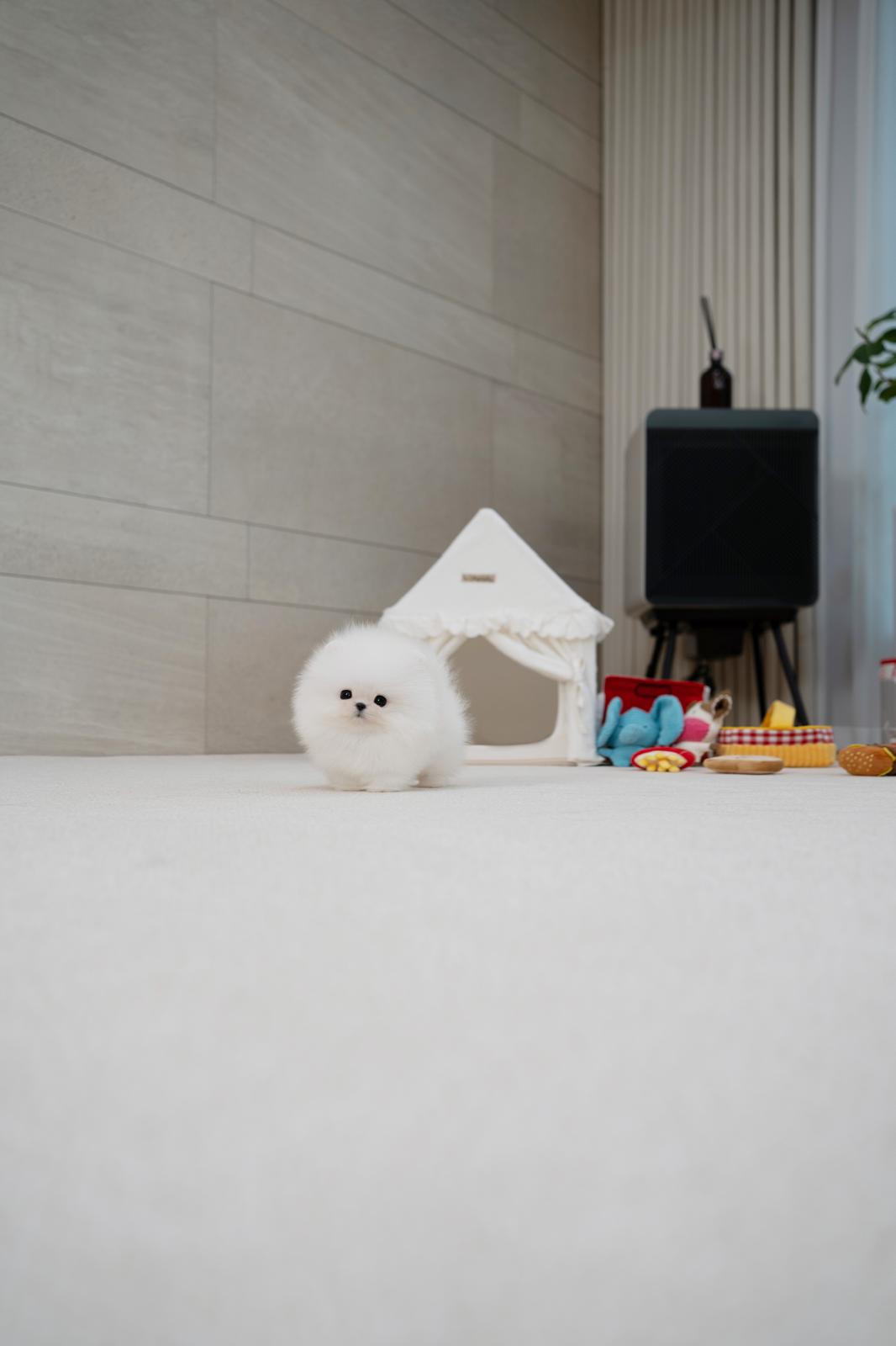 Pomeranian