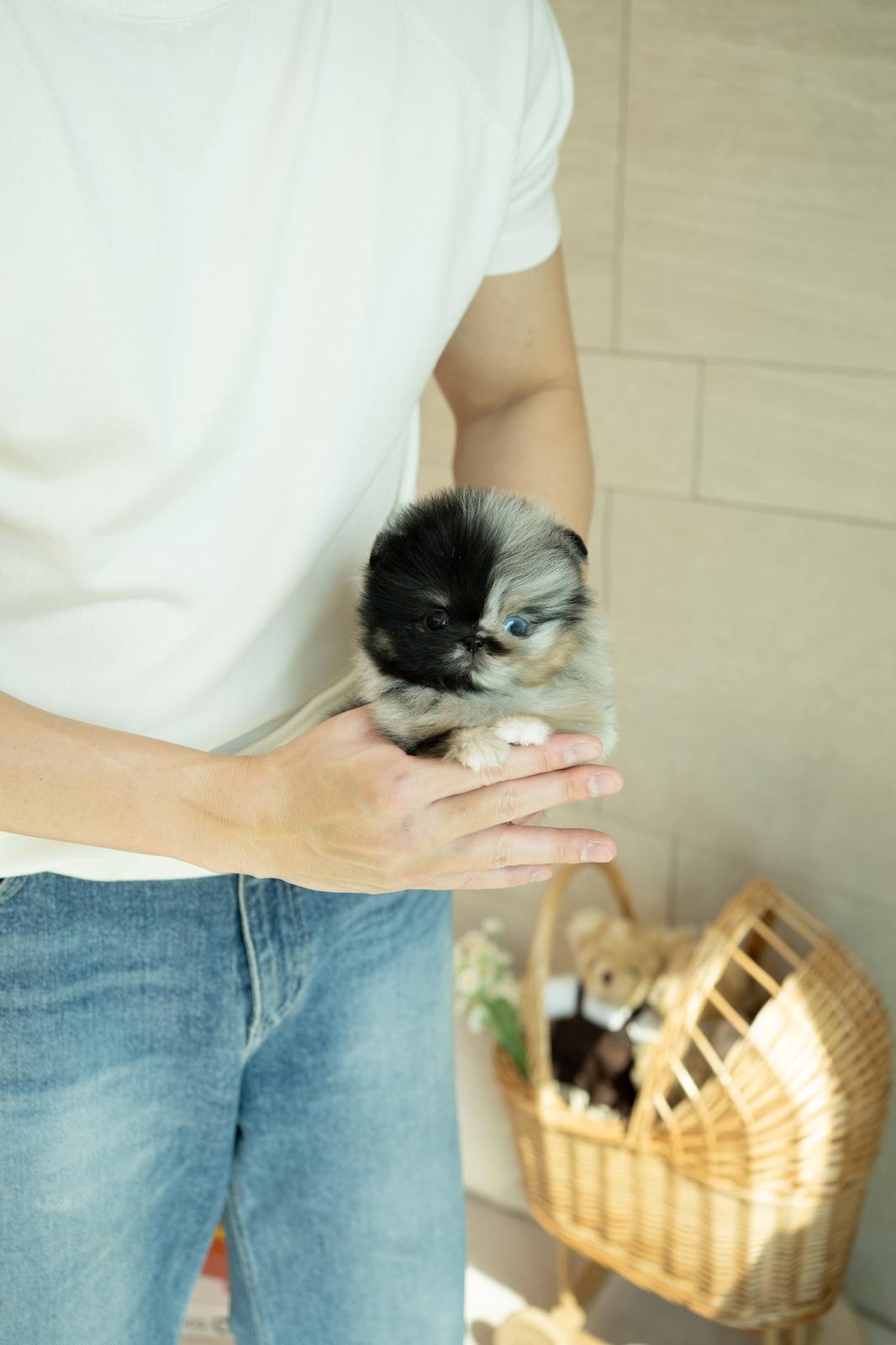 Pomeranian