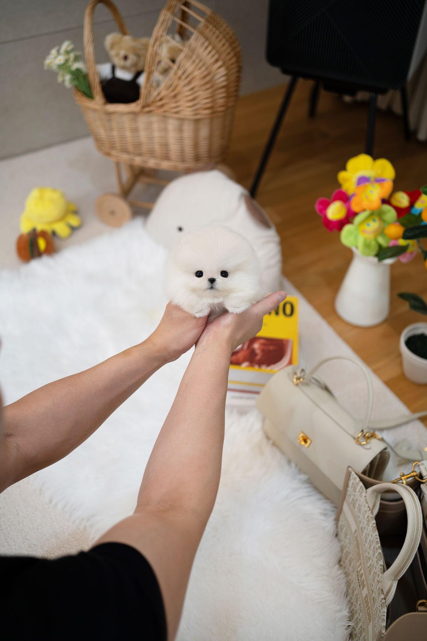Pomeranian