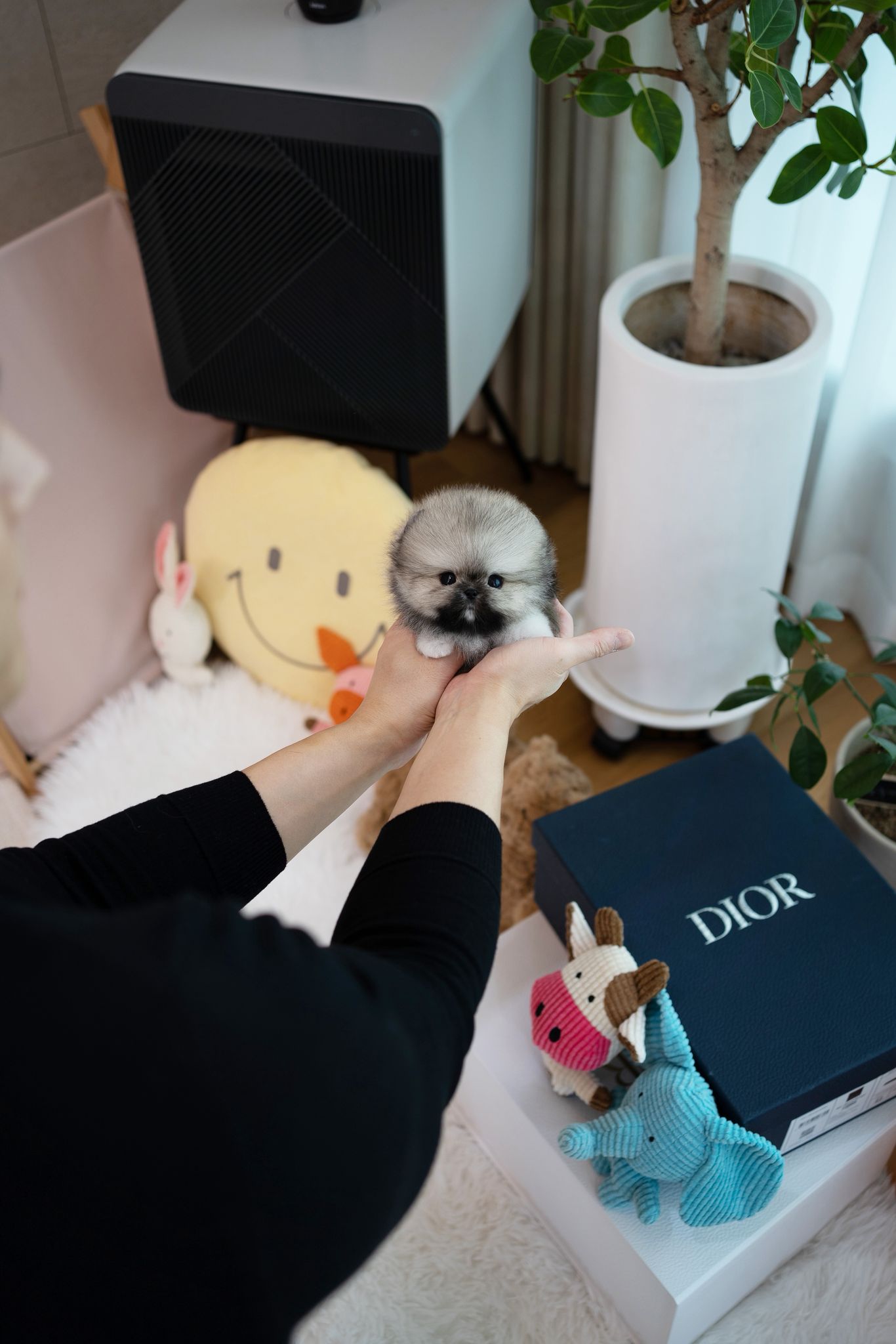 Pomeranian