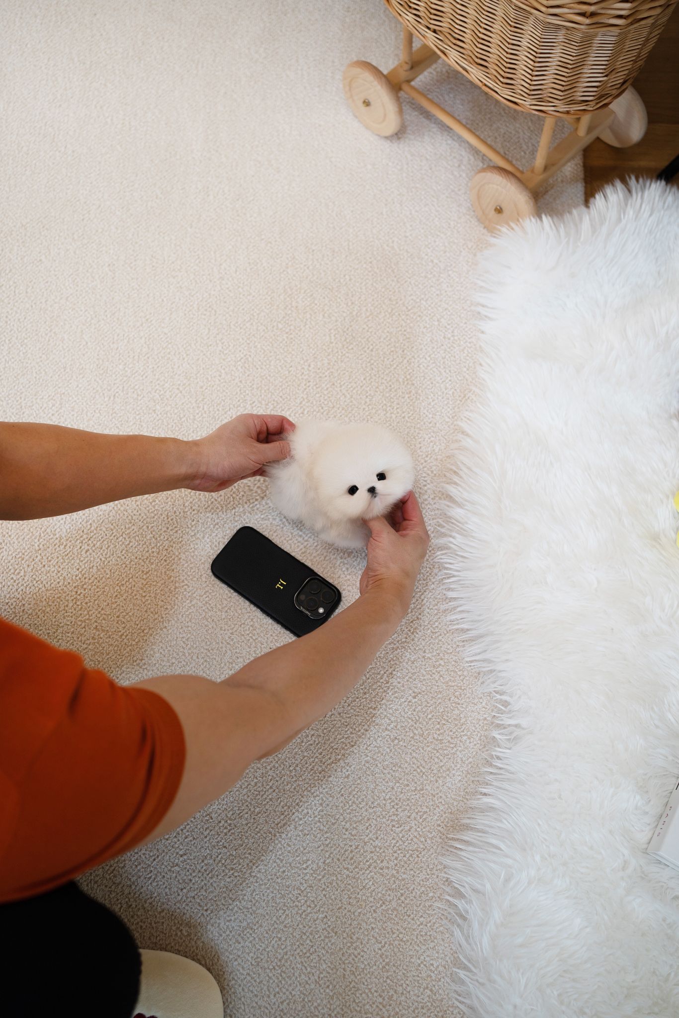 Pomeranian