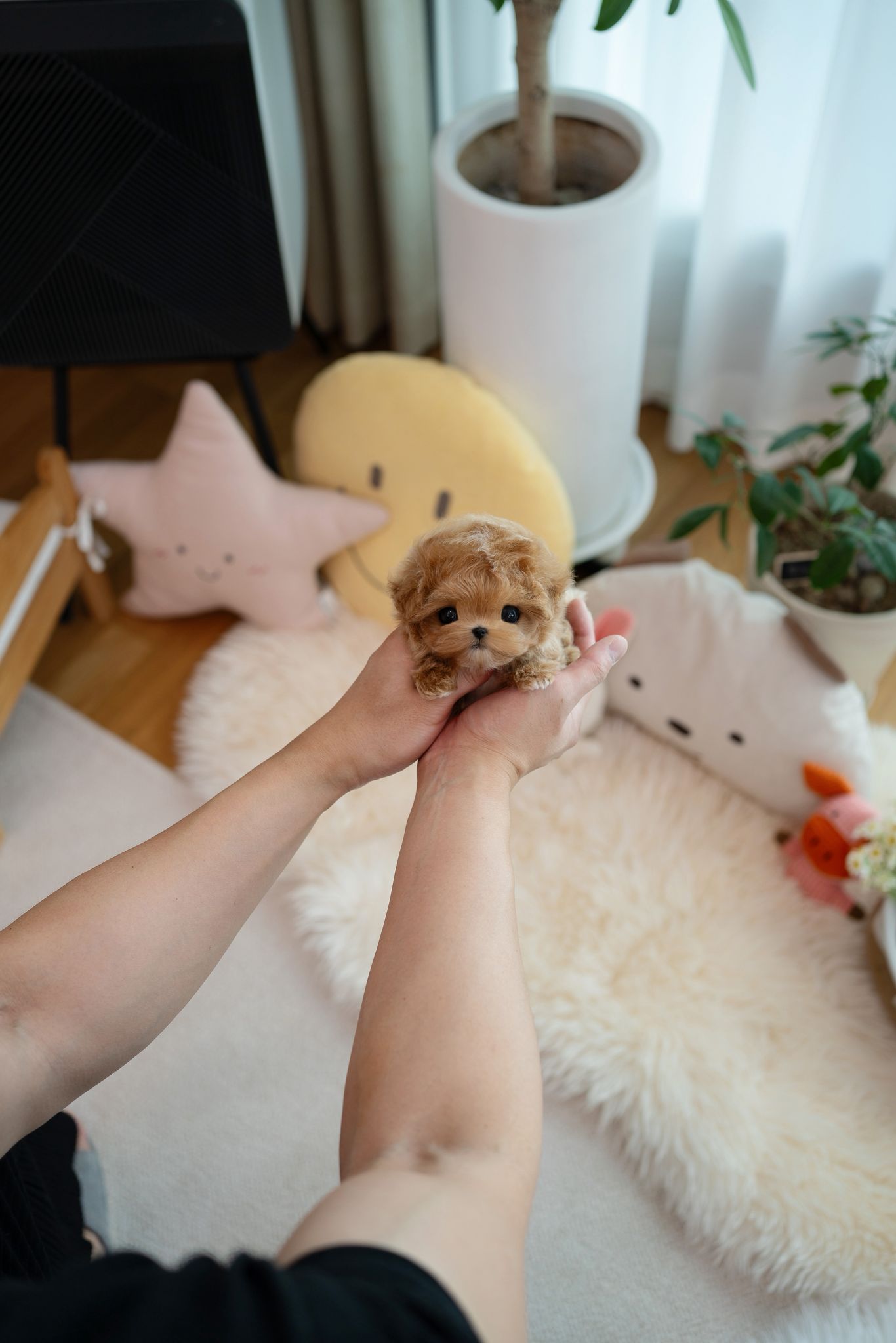 Maltipoo