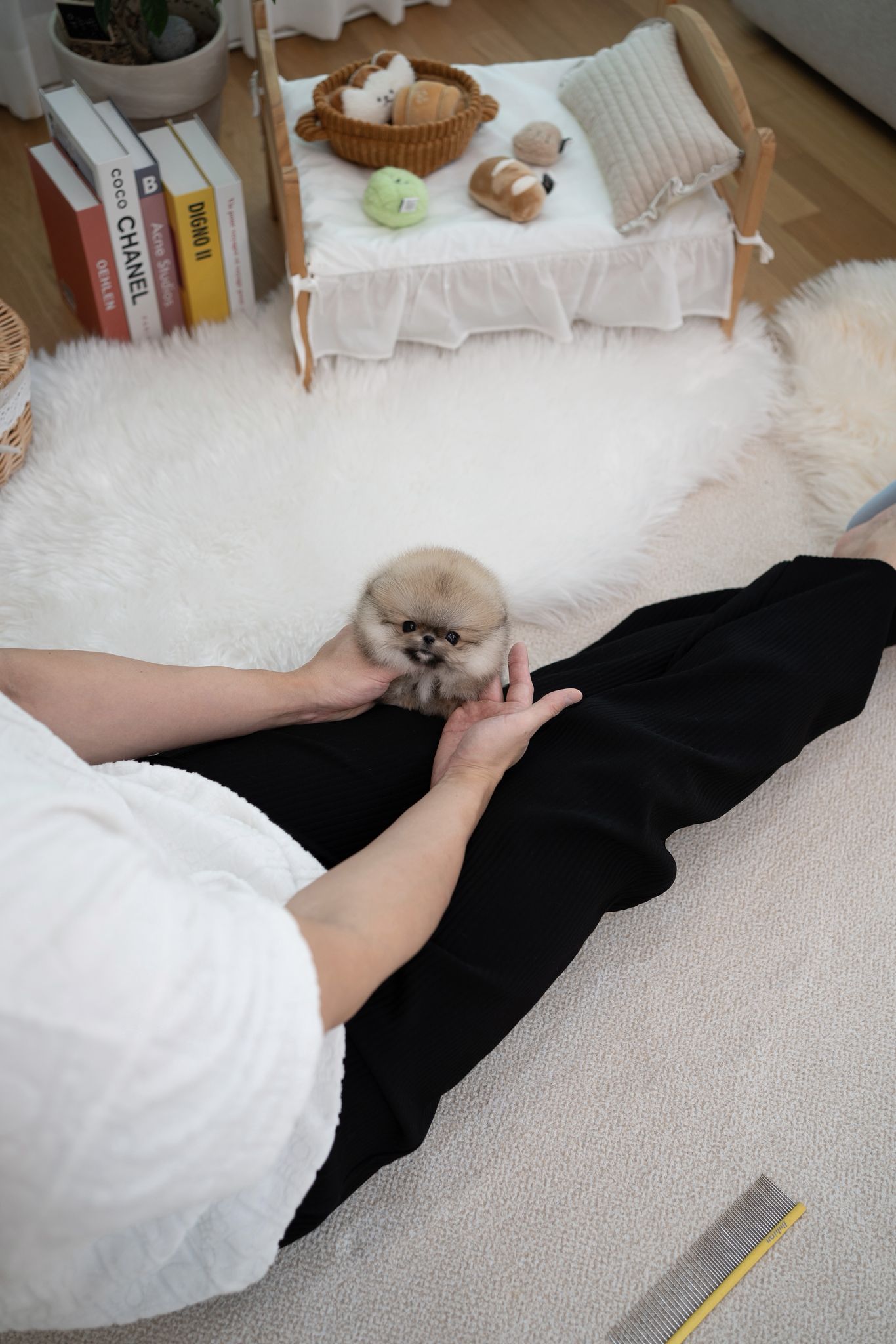 Pomeranian