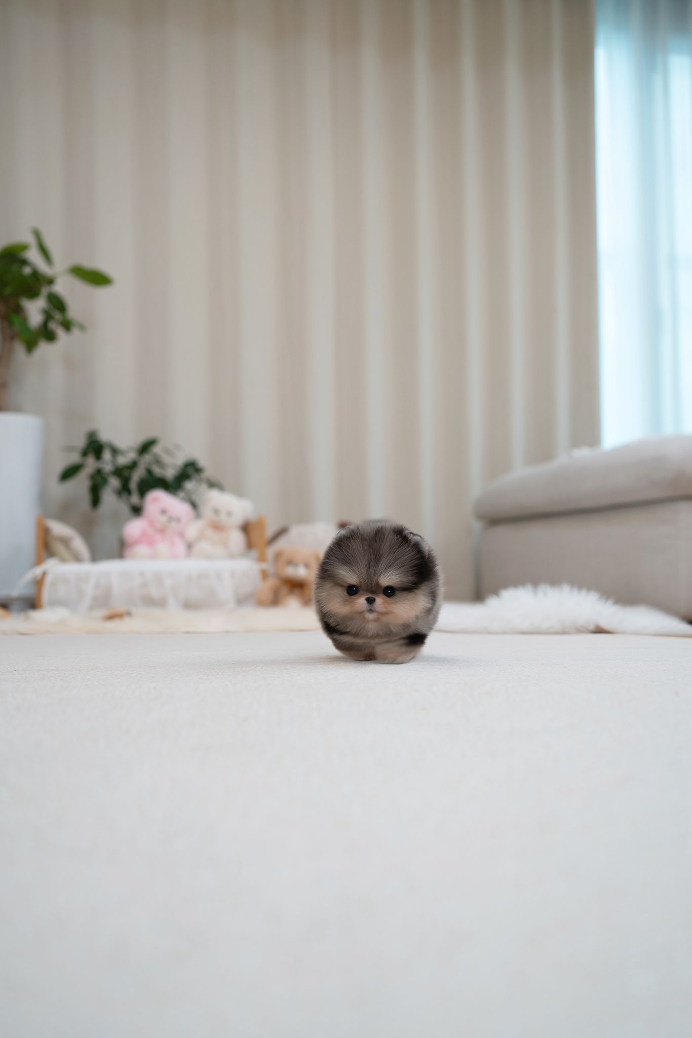 Pomeranian