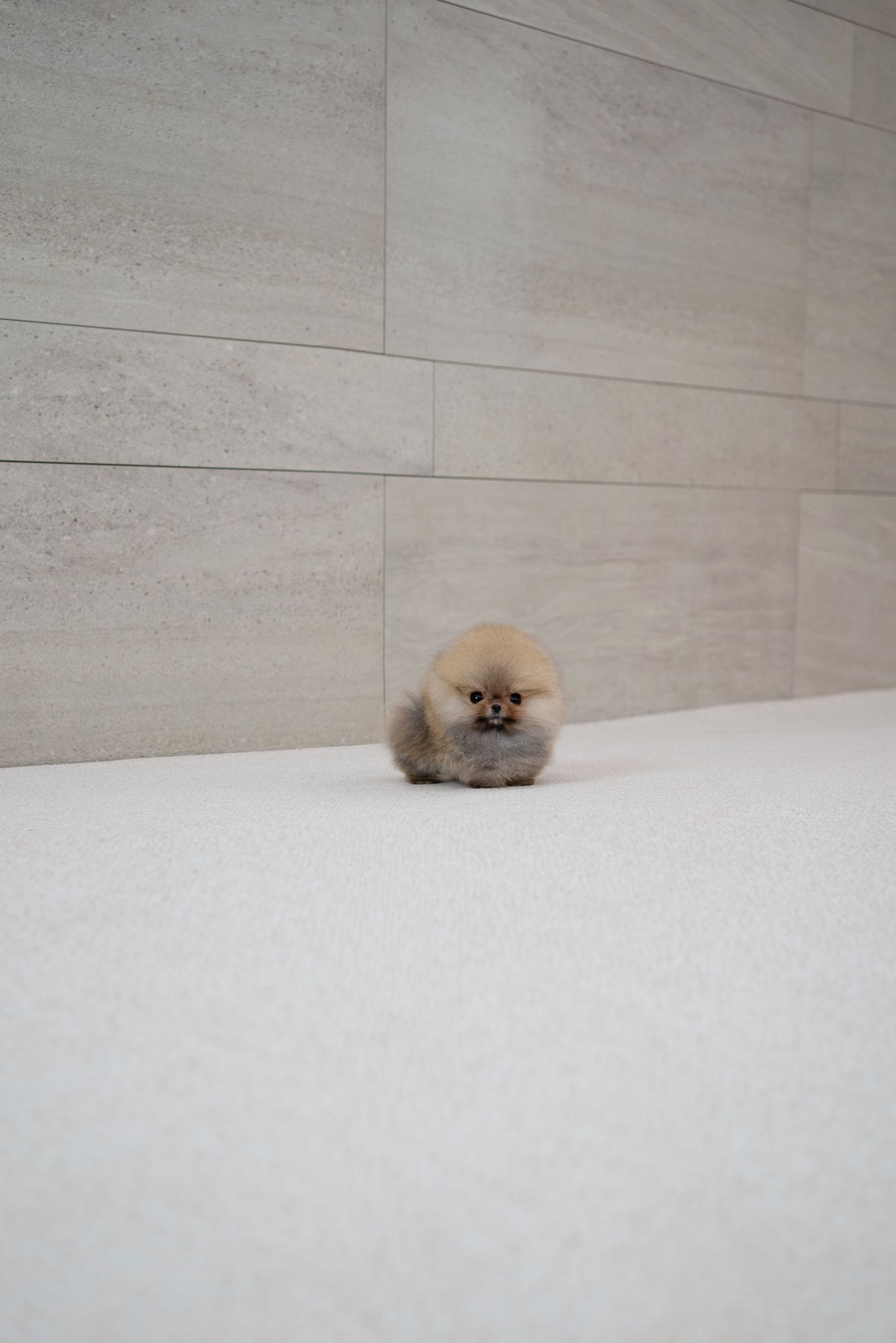 Pomeranian