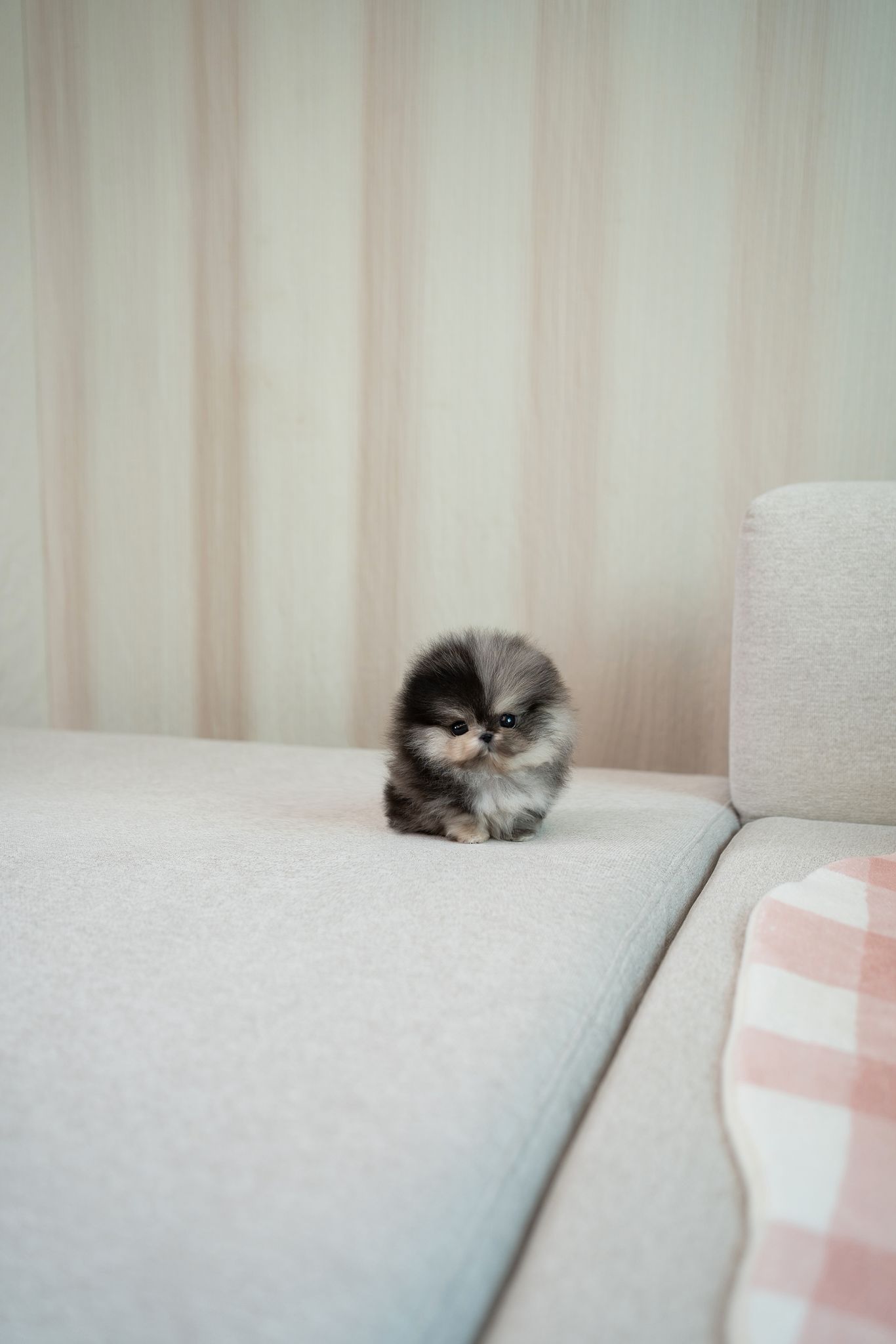 Pomeranian