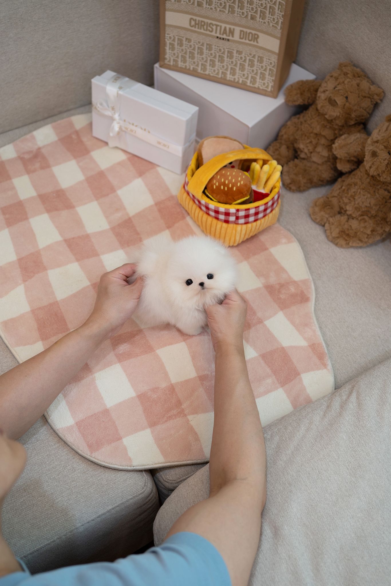Pomeranian