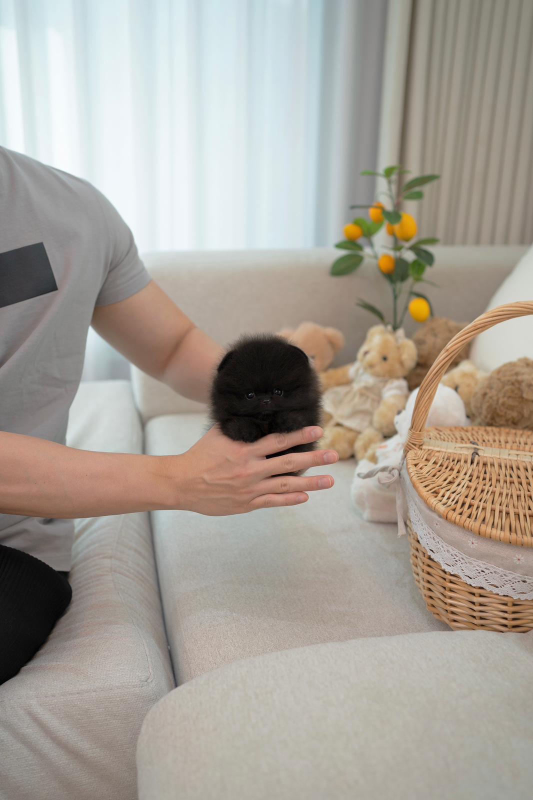 Pomeranian