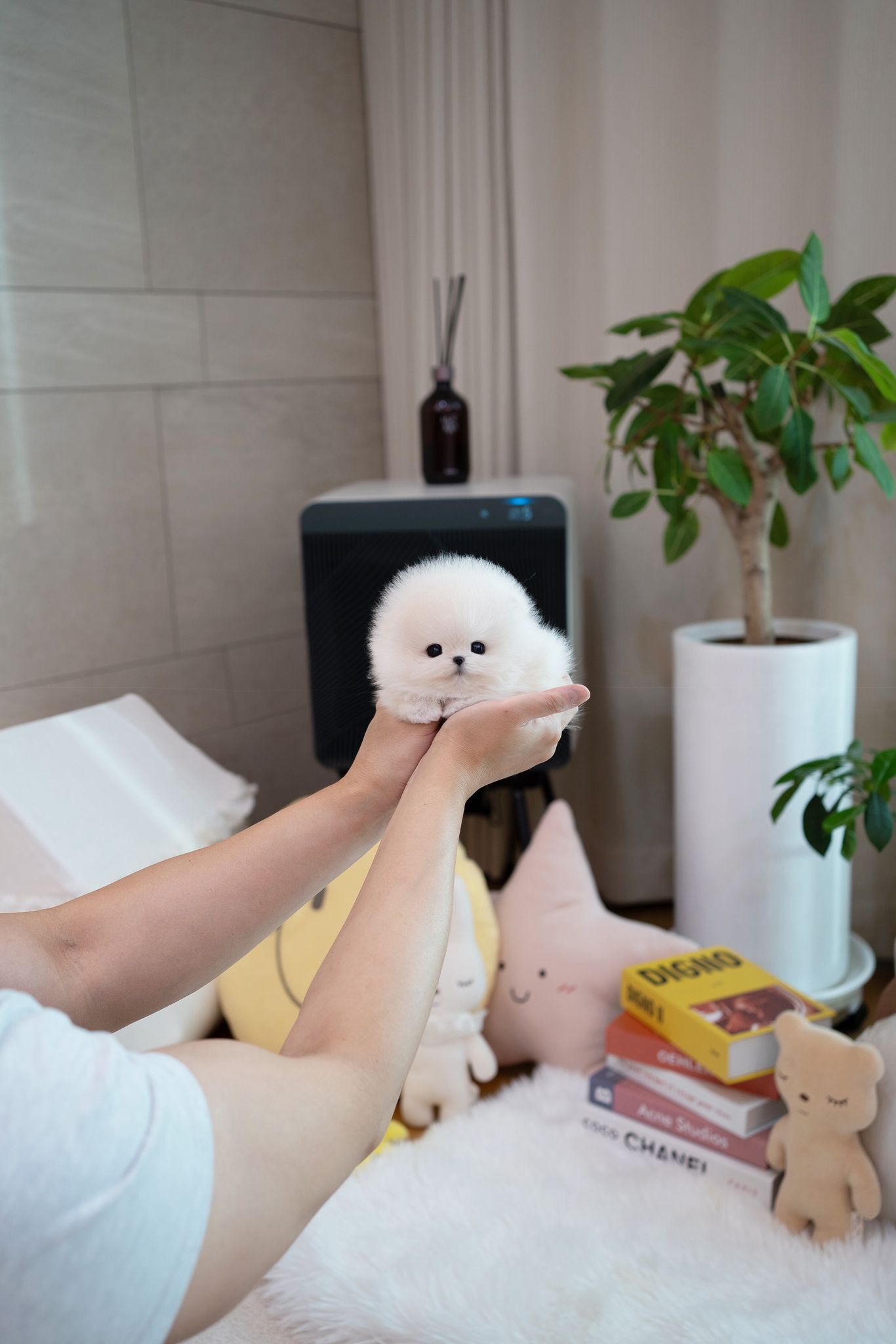 Pomeranian