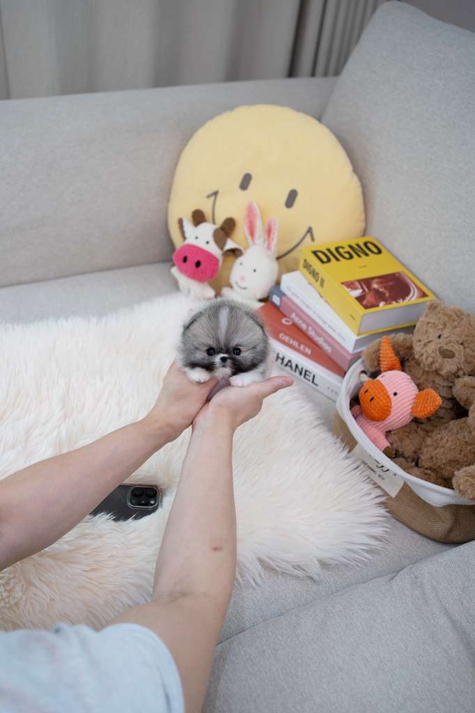Pomeranian