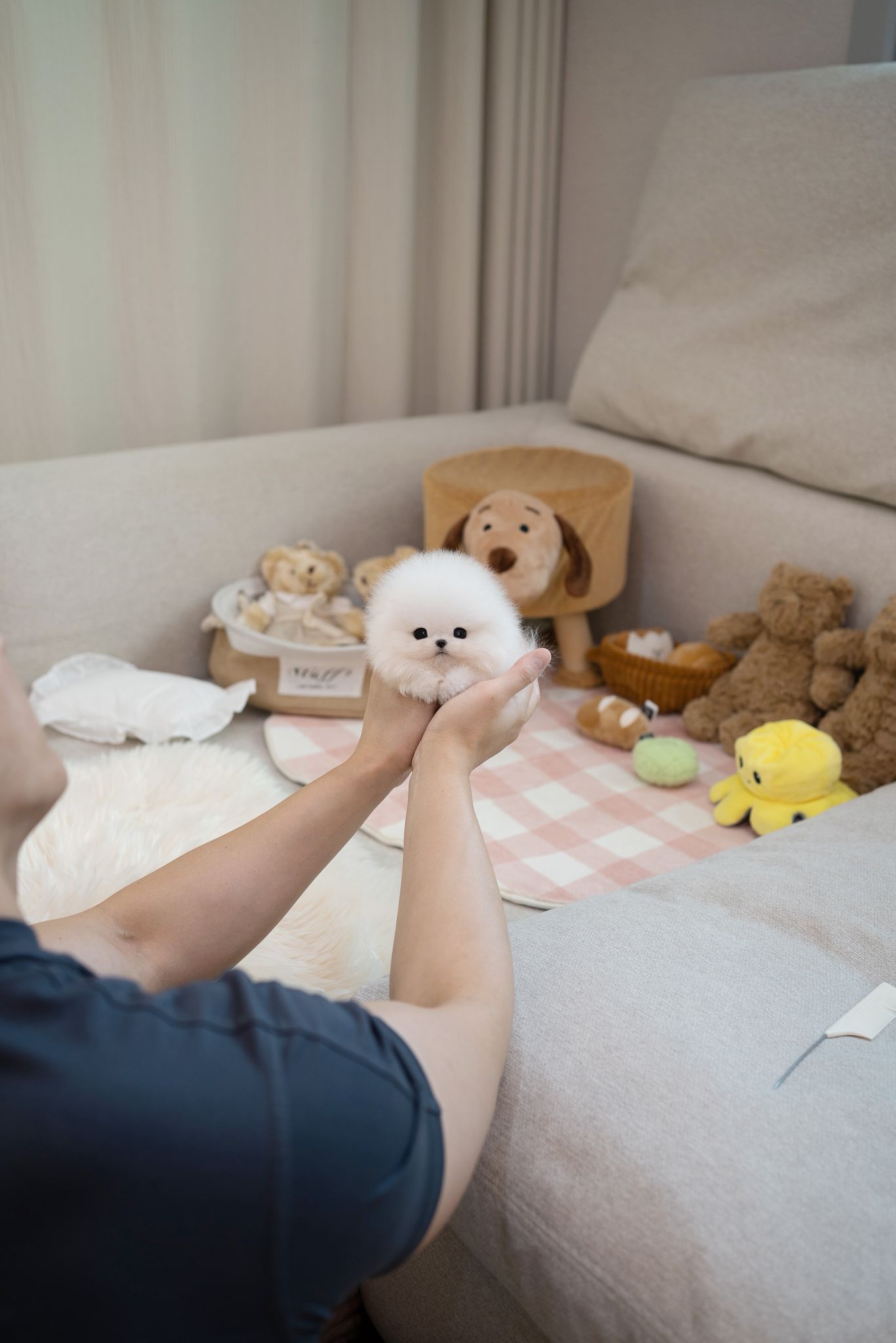 Pomeranian