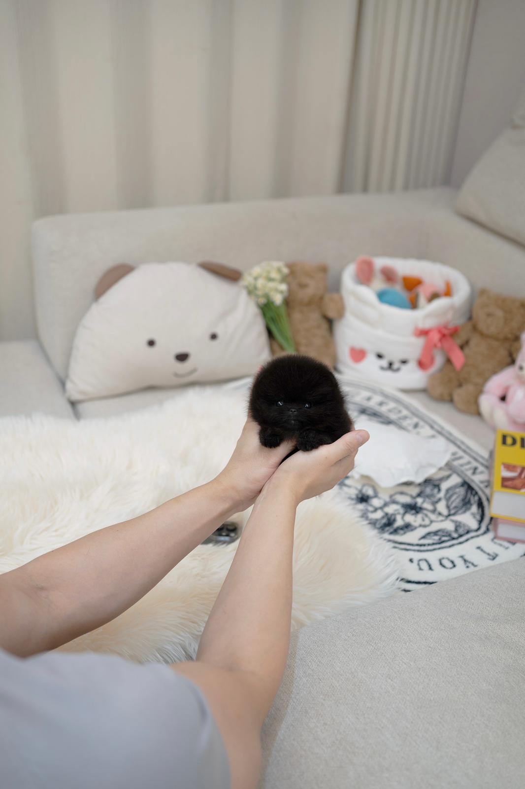 Pomeranian