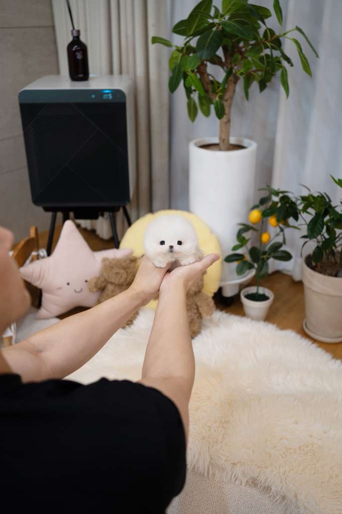 Pomeranian