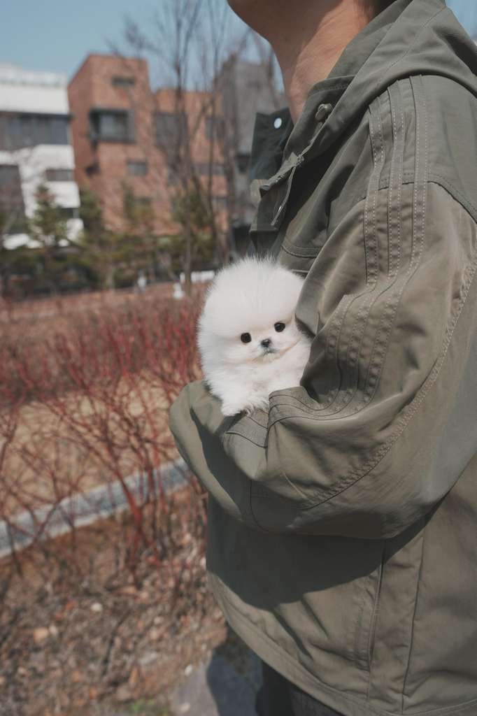 Pomeranian