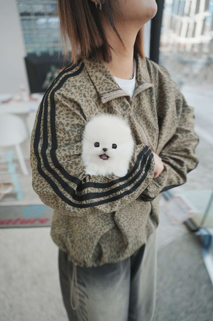 Pomeranian