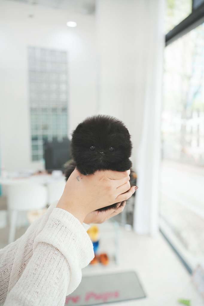 Pomeranian