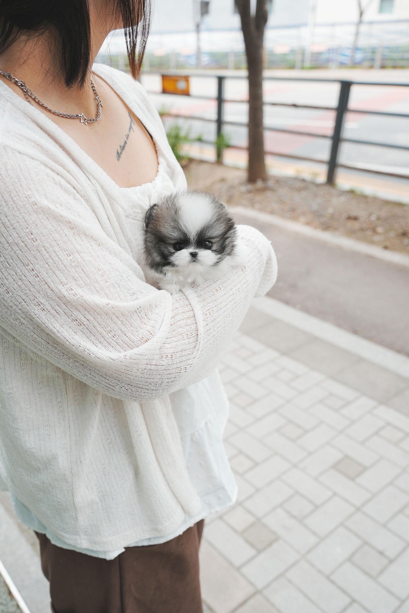 Pomeranian