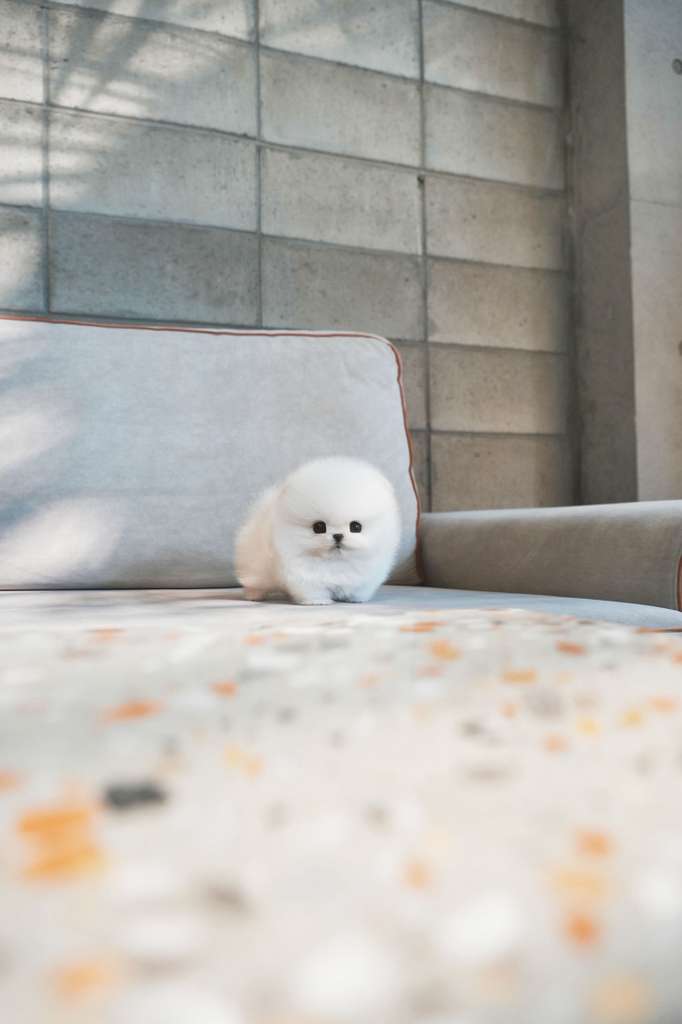 Pomeranian