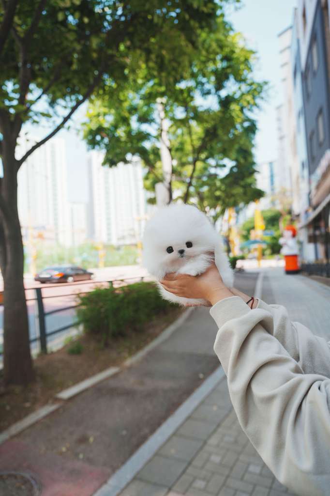 Pomeranian
