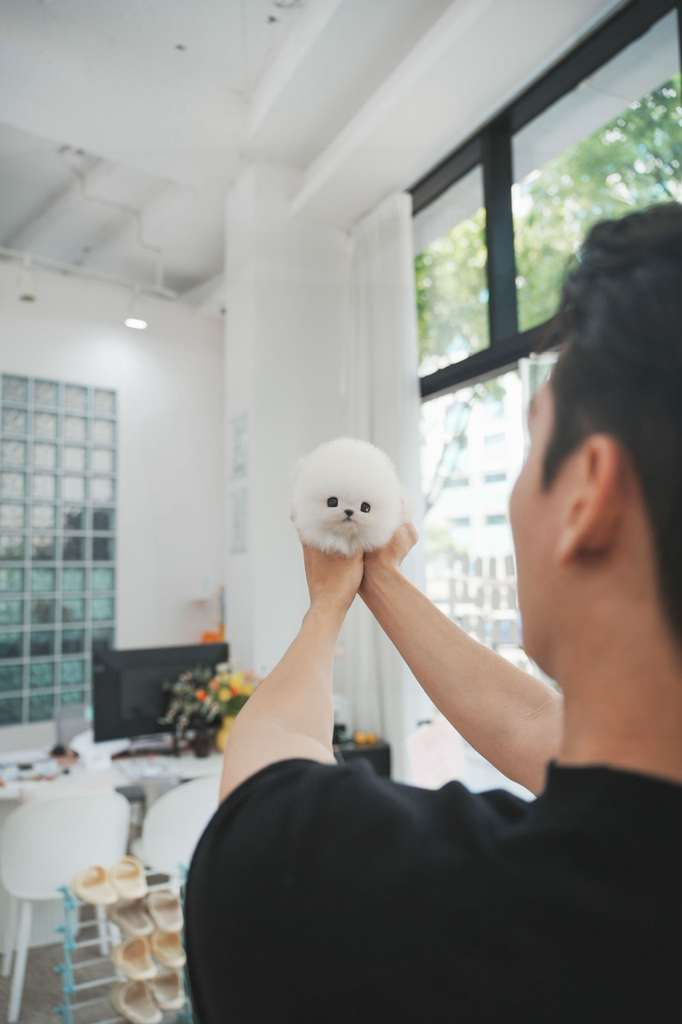 Pomeranian